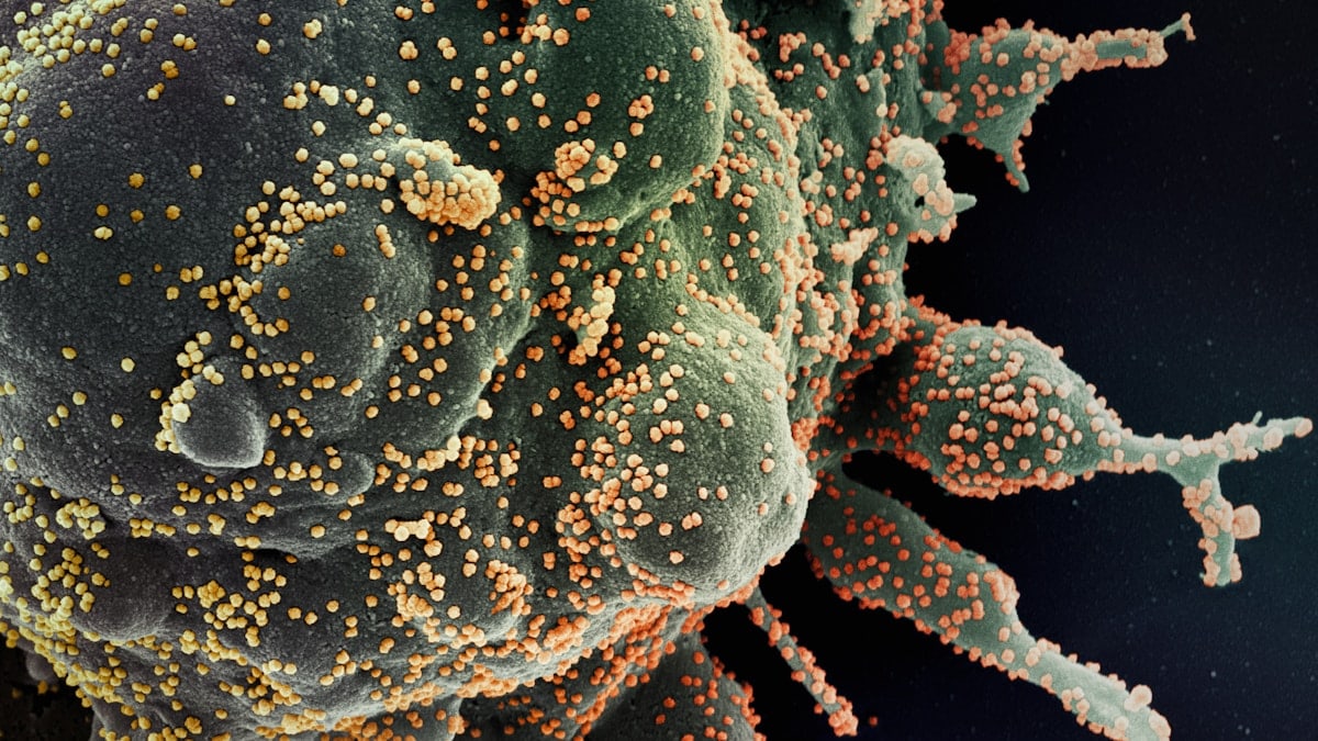 Alimenti per un sistema immunitario forte
